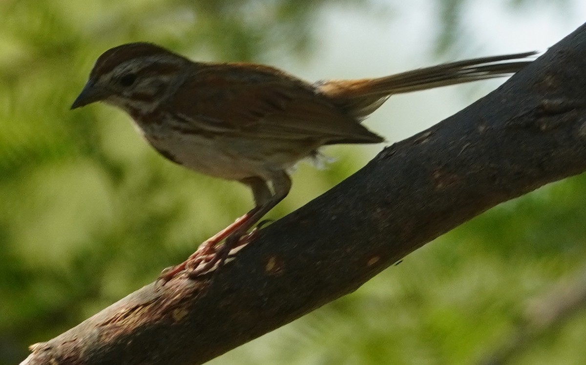 Song Sparrow - ML638881016