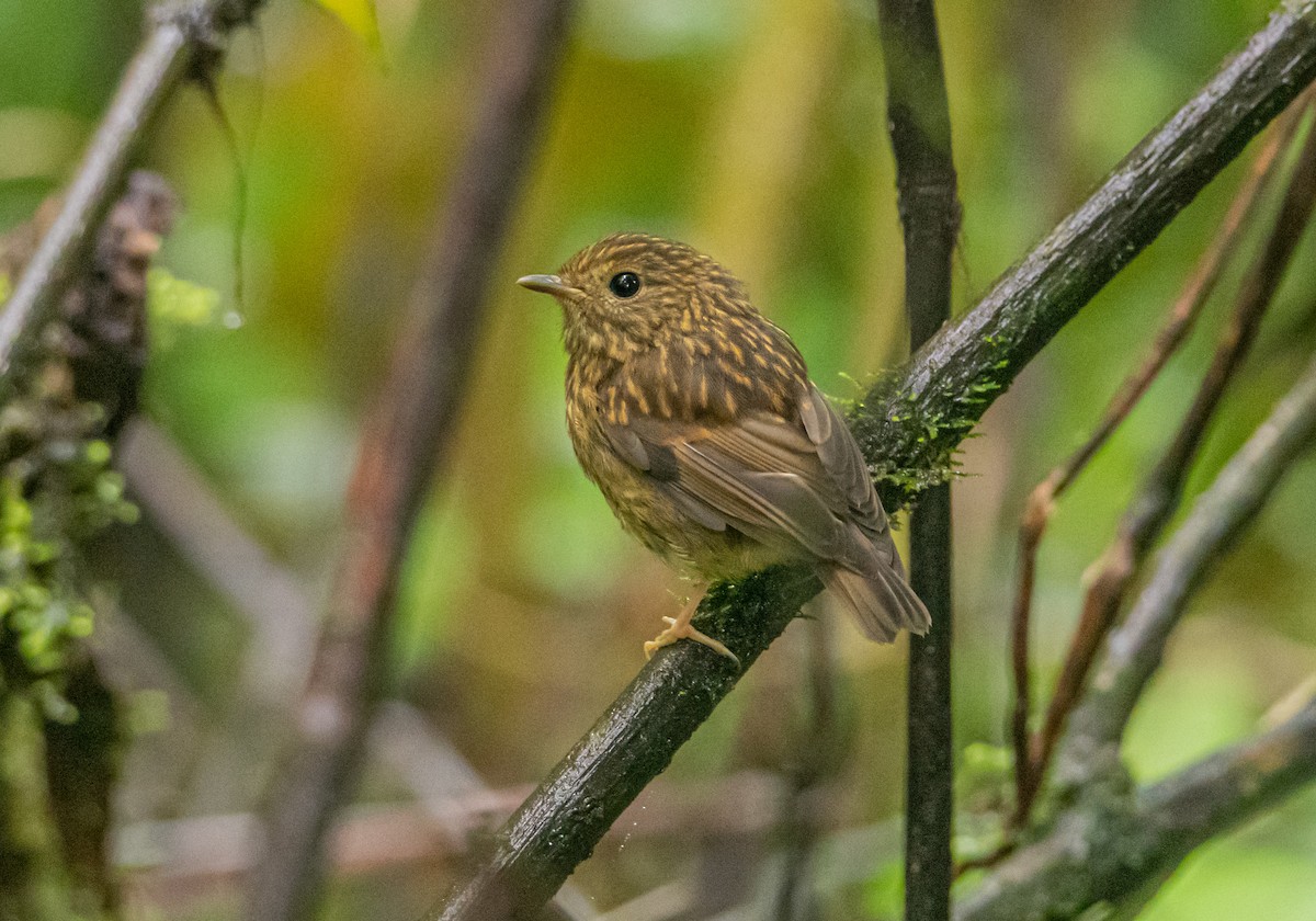Snowy-browed Flycatcher - ML638881019