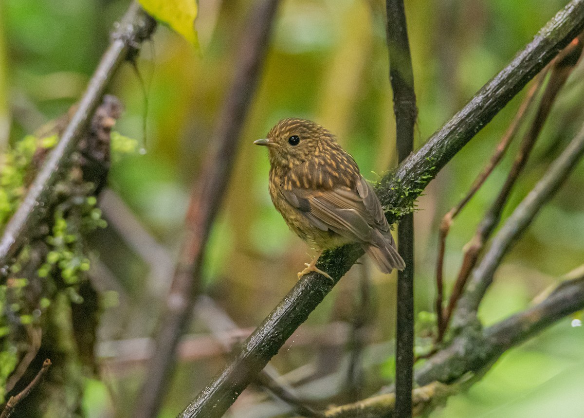 Snowy-browed Flycatcher - ML638881020
