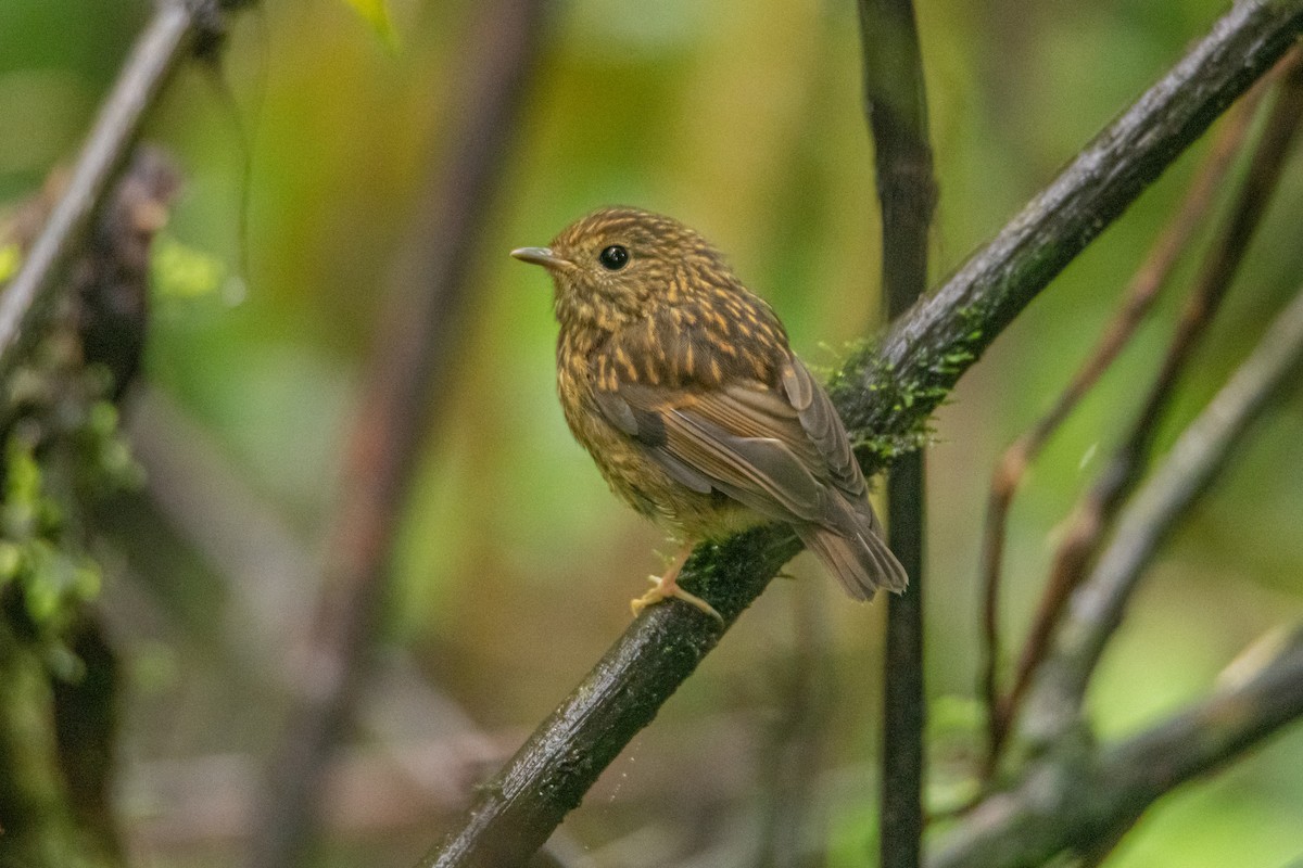 Snowy-browed Flycatcher - ML638881021
