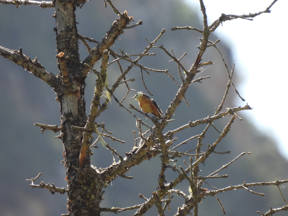 Przevalski's Nuthatch - ML638881023