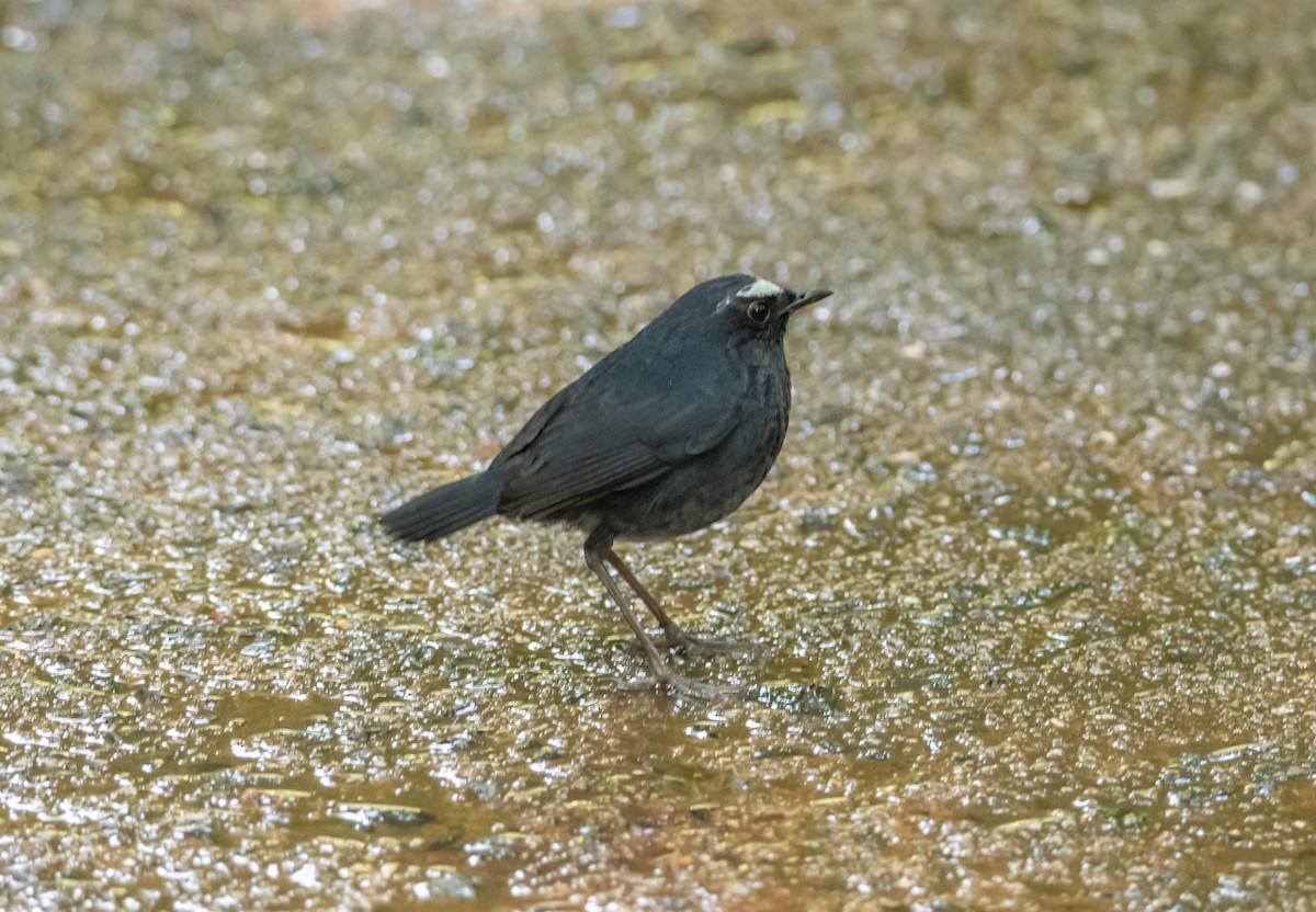 Himalayan Shortwing - ML638881028