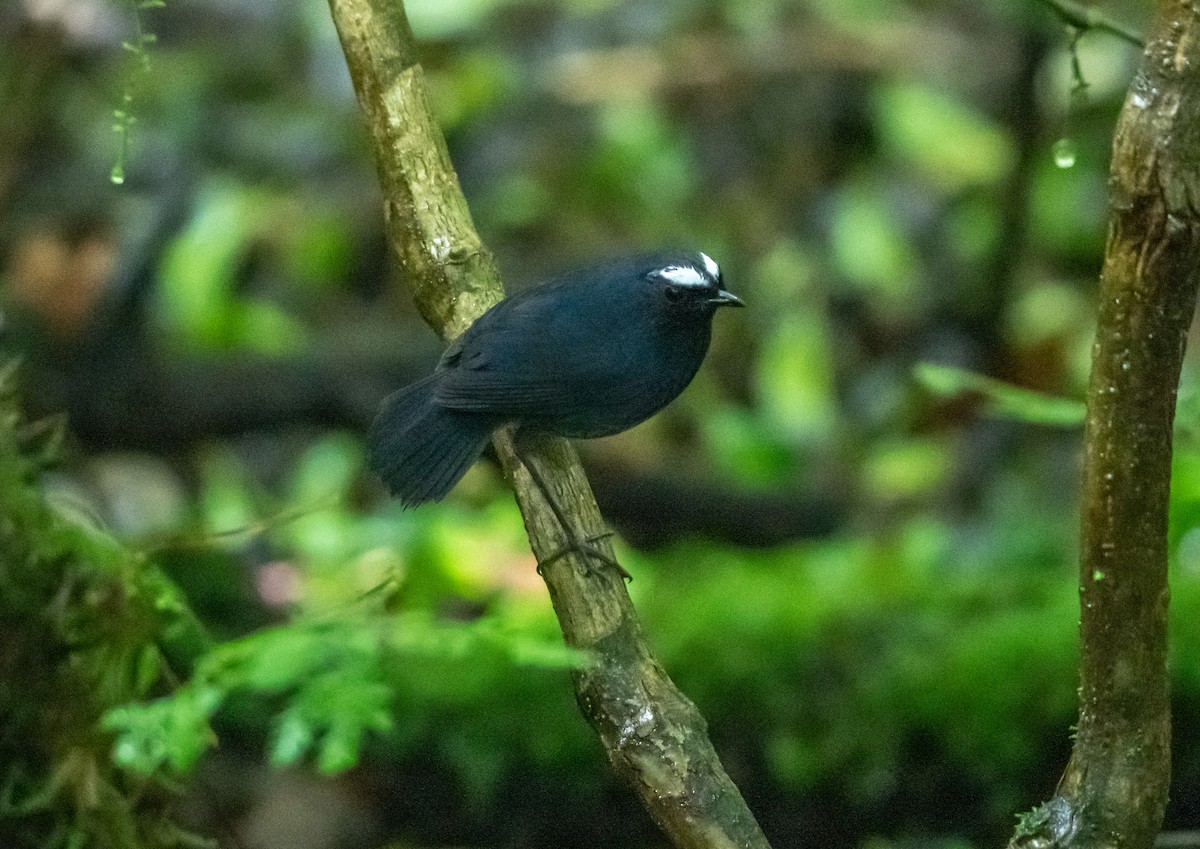 Himalayan Shortwing - ML638881029