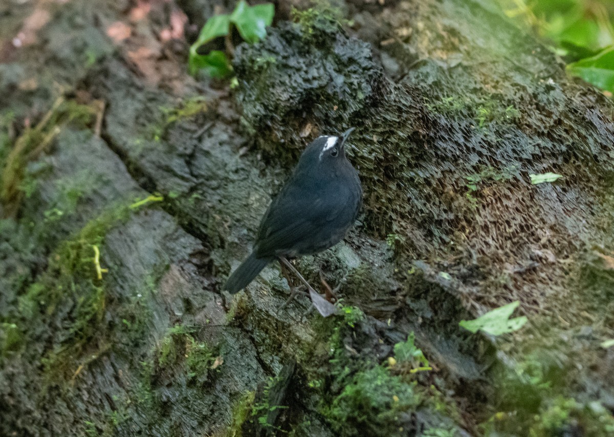 Himalayan Shortwing - ML638881030