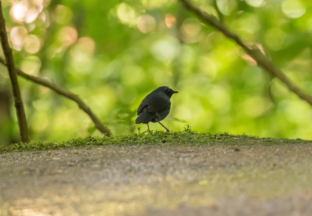 Himalayan Shortwing - ML638881031