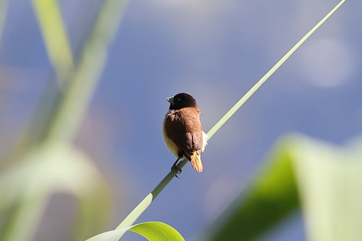 Hooded Munia - ML638881038
