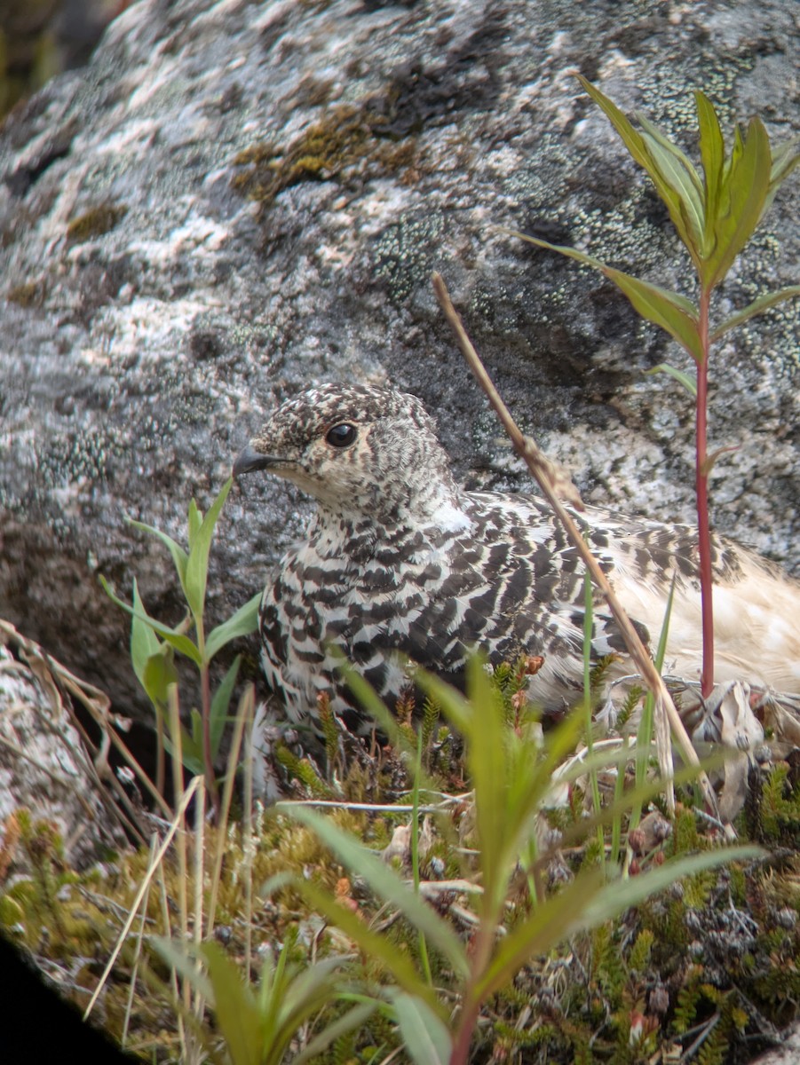 White-tailed Ptarmigan - ML638881043