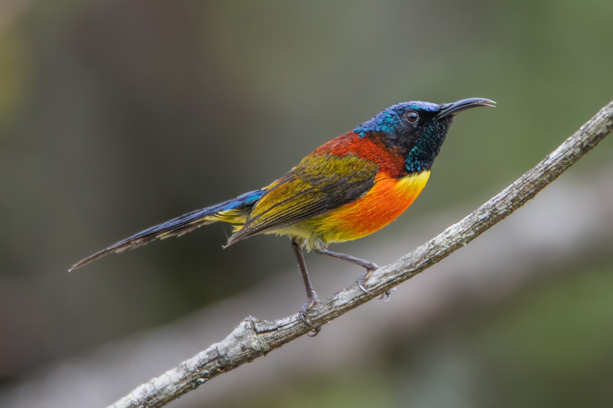 Green-tailed Sunbird - ML638881045