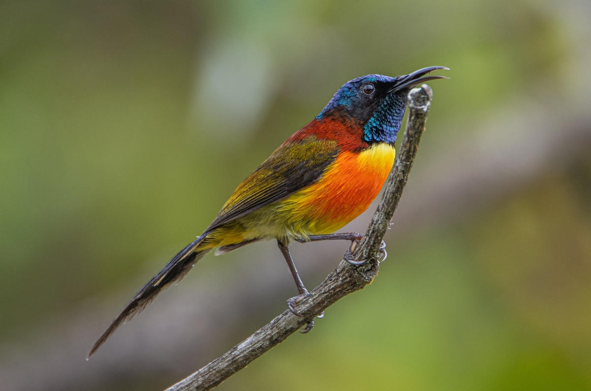 Green-tailed Sunbird - ML638881046