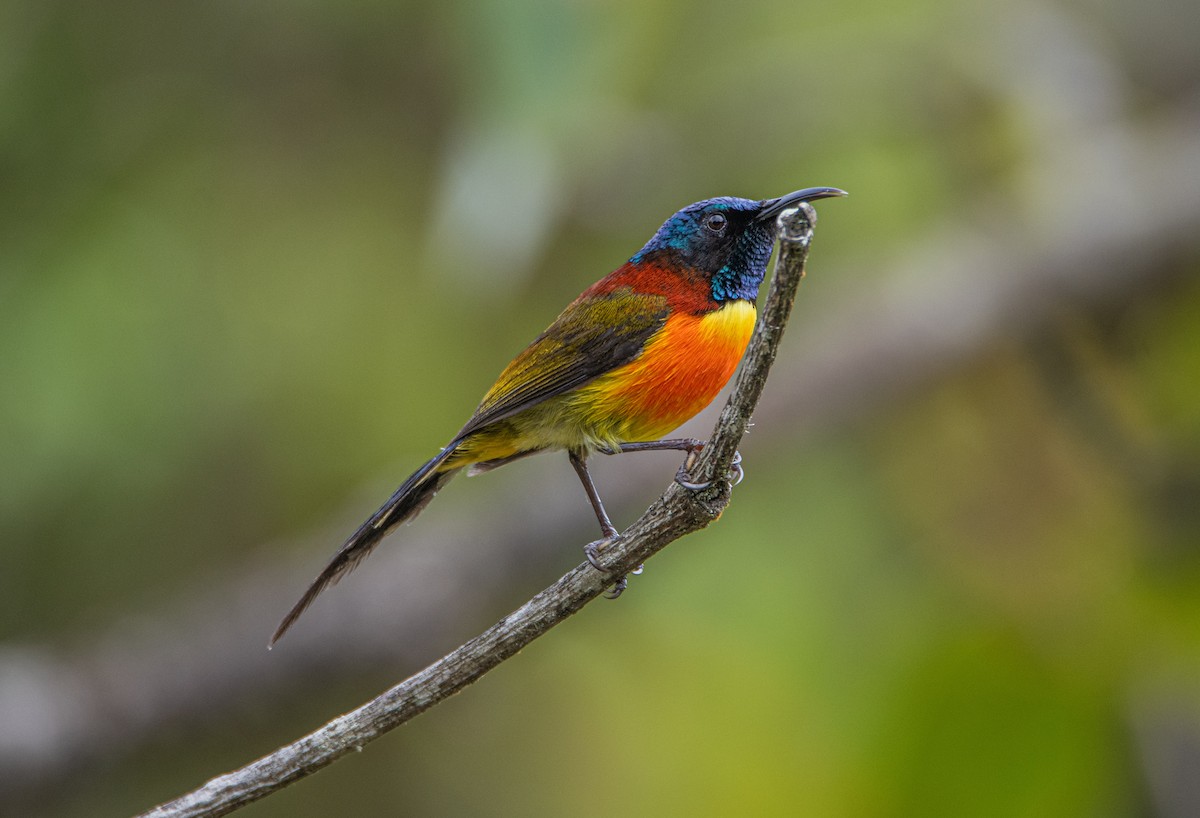 Green-tailed Sunbird - ML638881047
