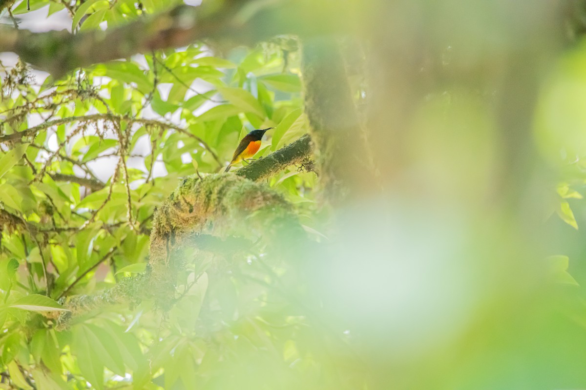 Green-tailed Sunbird - ML638881048