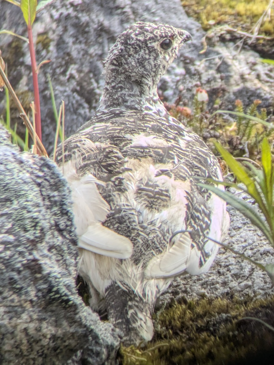 White-tailed Ptarmigan - ML638881057