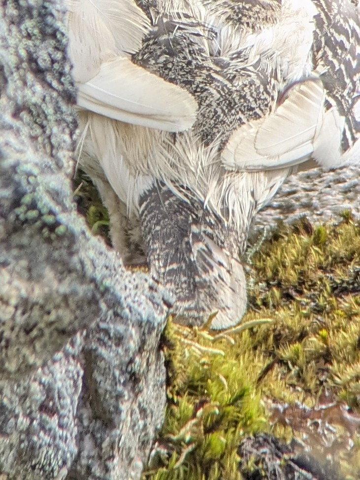 White-tailed Ptarmigan - ML638881064