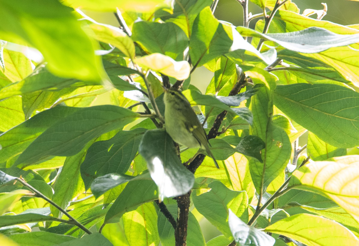 Davison's Leaf Warbler - ML638881074