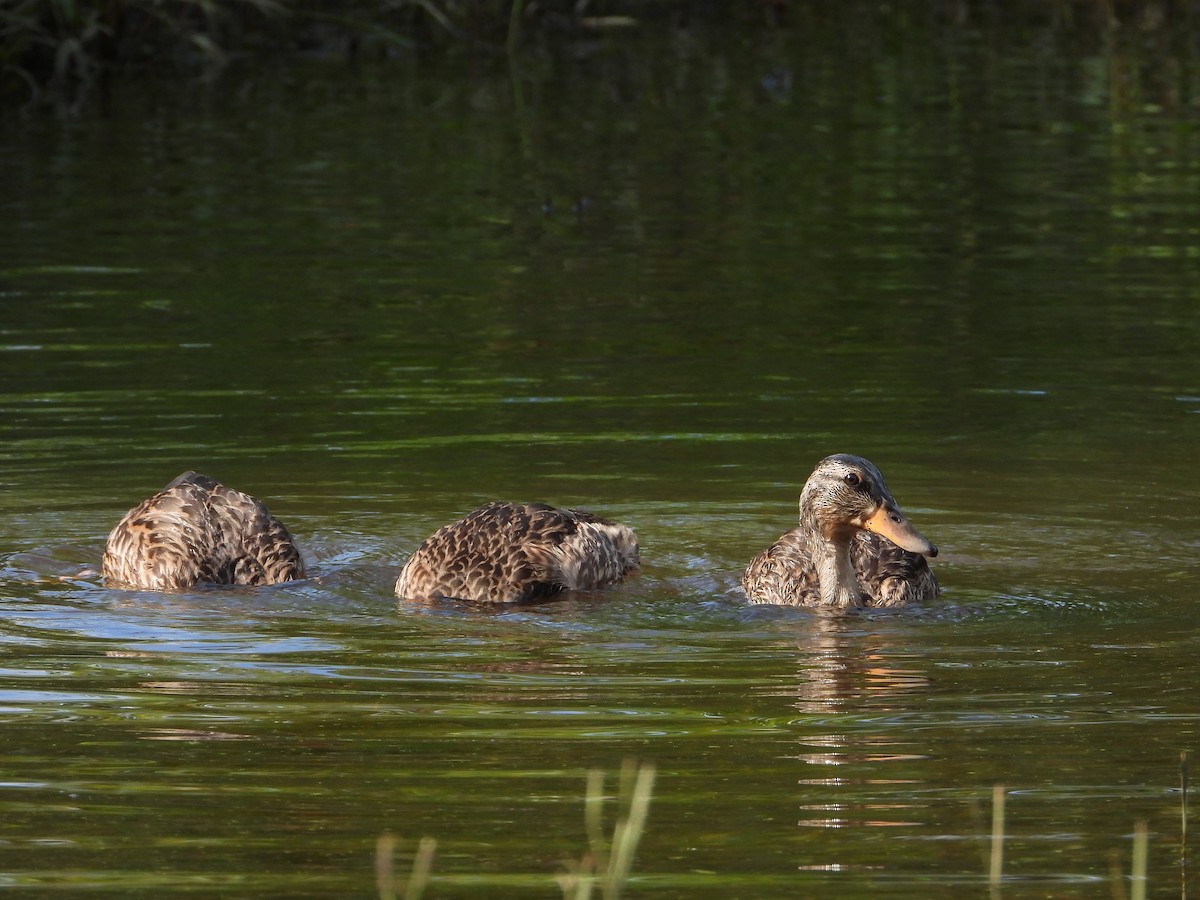 Mallard - ML638881077