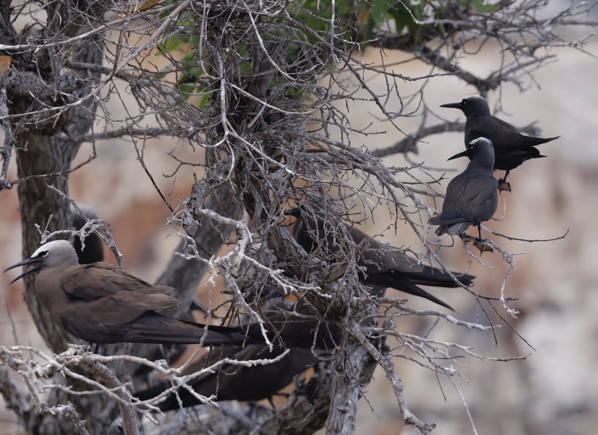 Black Noddy - ML638881085