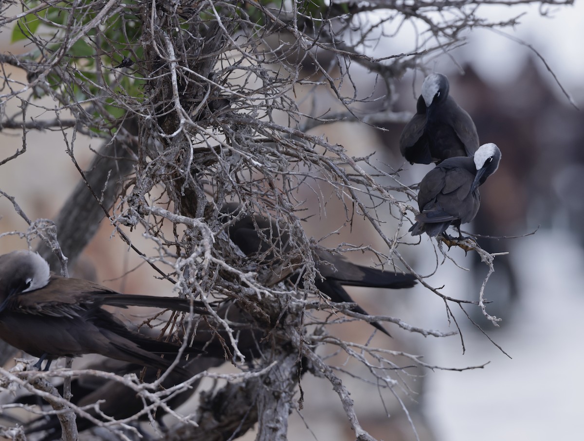 Black Noddy - ML638881086