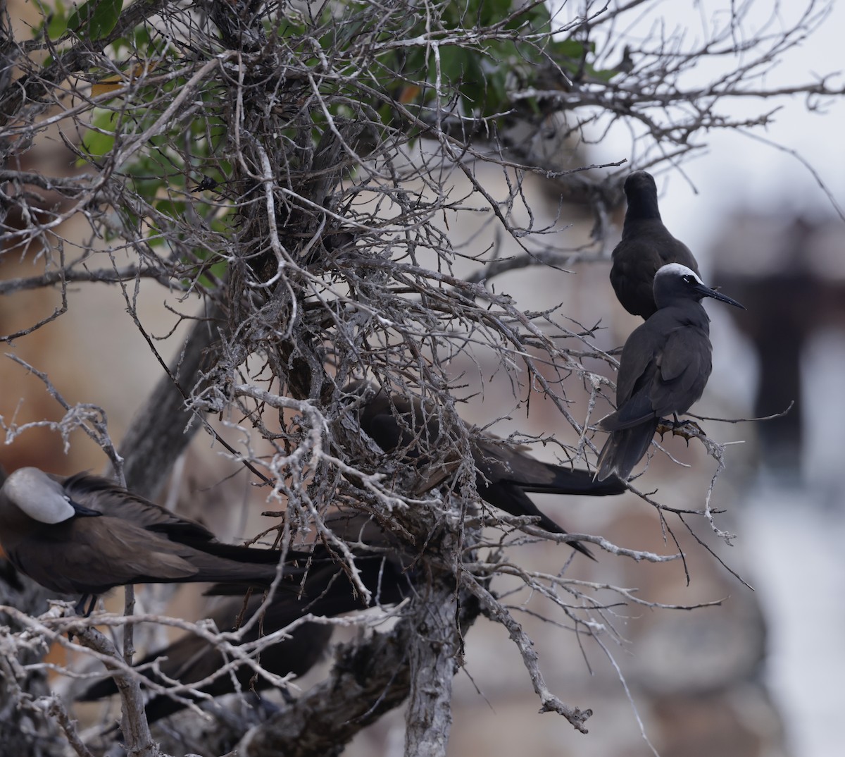 Black Noddy - ML638881087