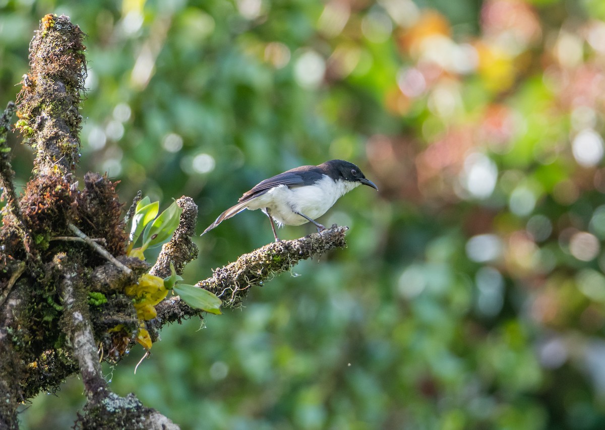 Black-backed Sibia - ML638881103