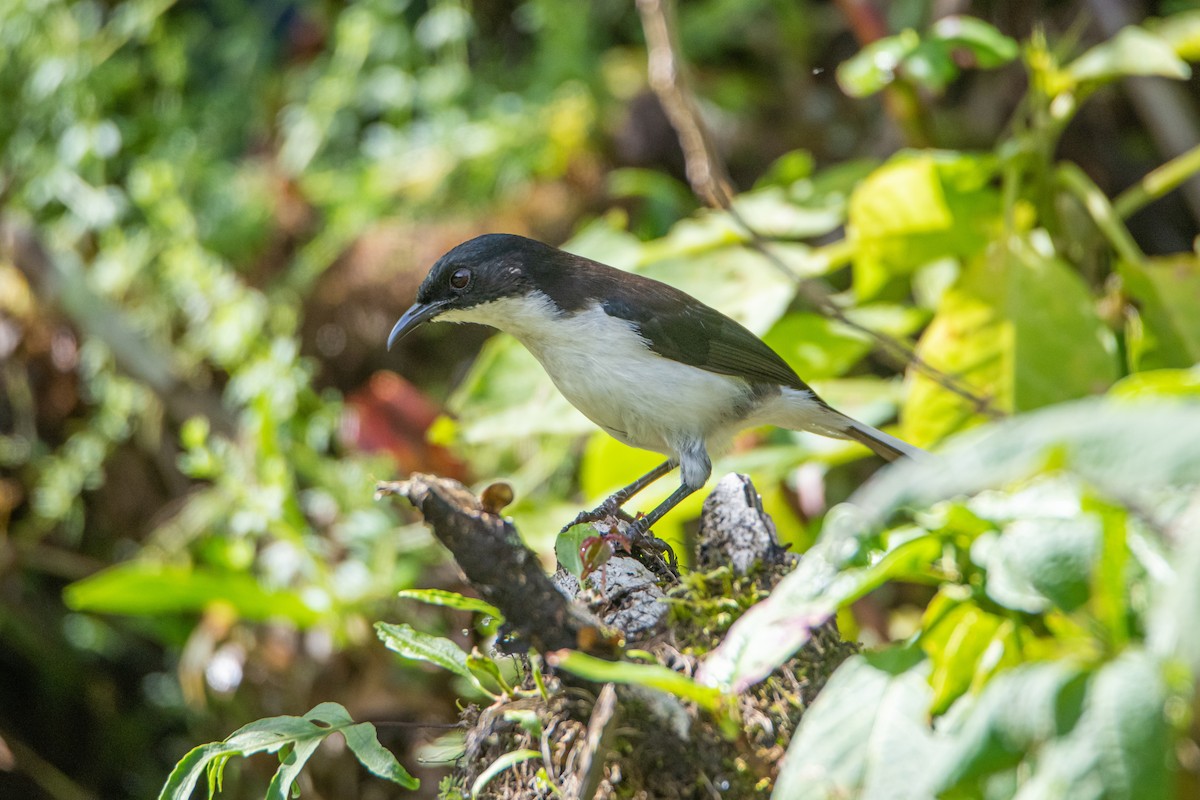 Black-backed Sibia - ML638881105