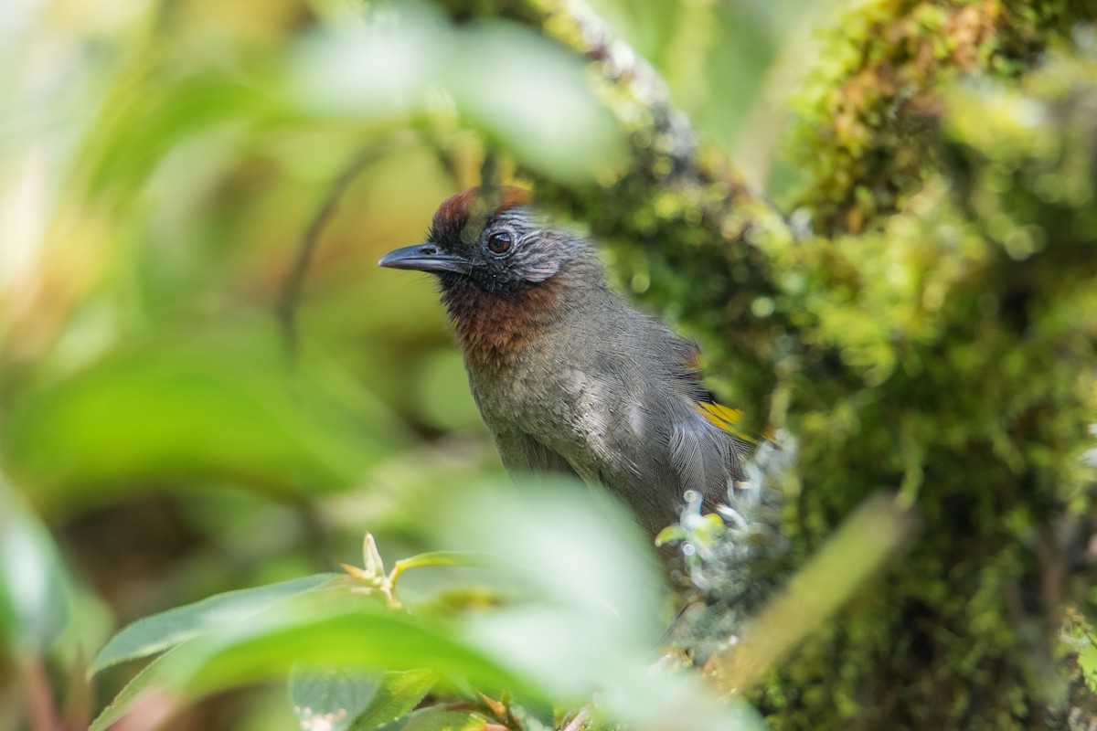Silver-eared Laughingthrush - ML638881113