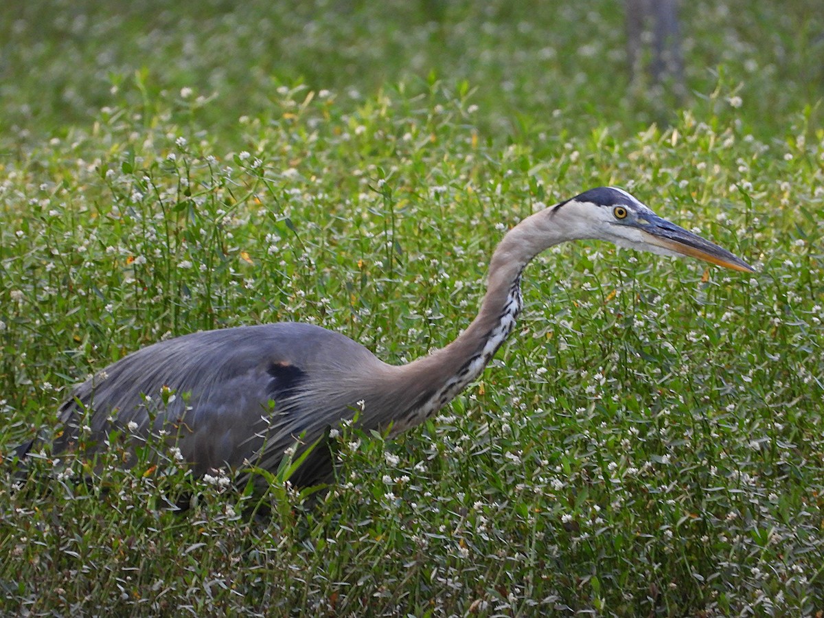 Great Blue Heron - ML638881131