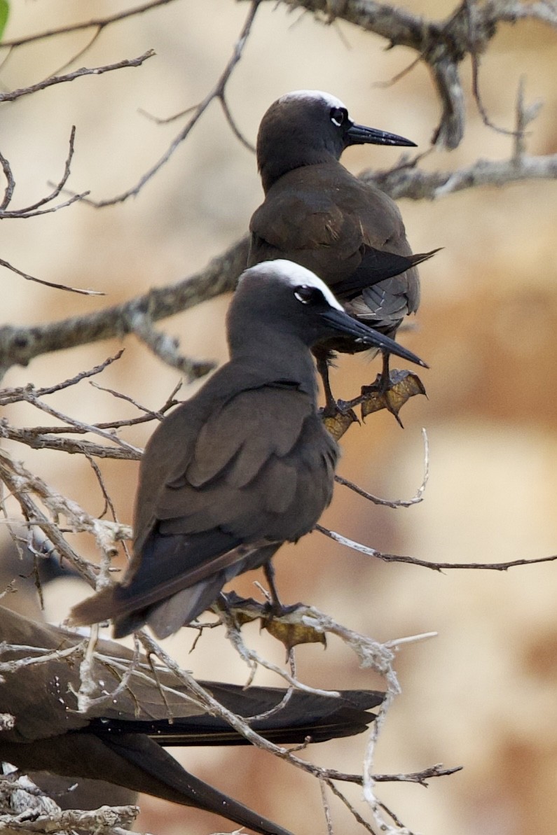 Black Noddy - ML638881136