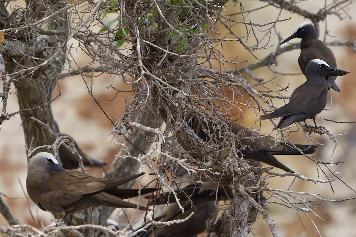 Black Noddy - ML638881137