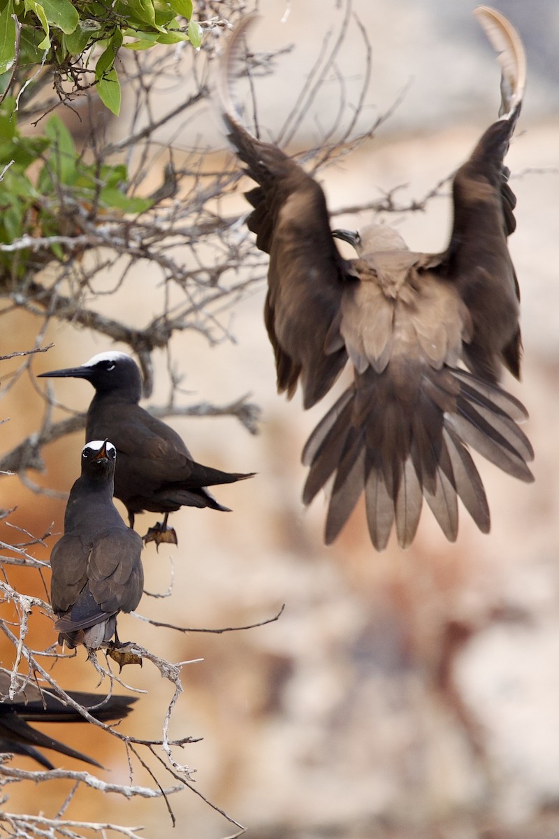 Black Noddy - ML638881138