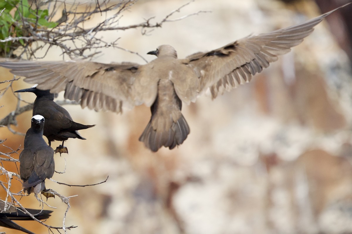 Black Noddy - ML638881139