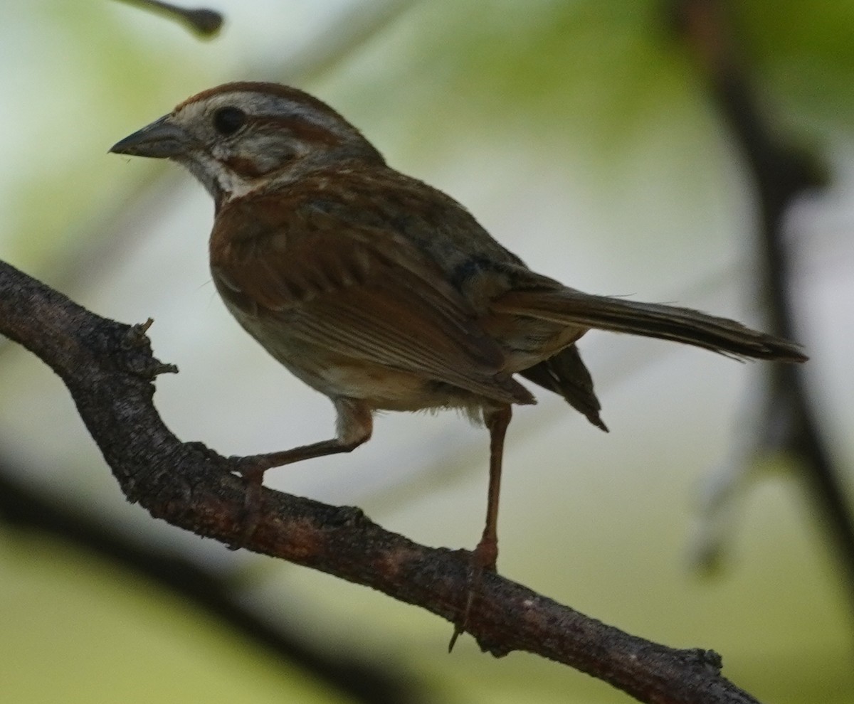 Song Sparrow - ML638881143