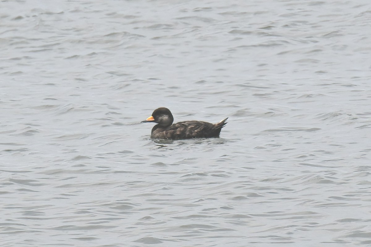 Black Scoter - ML638881146