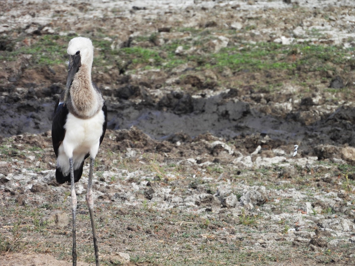 African Woolly-necked Stork - ML638881156