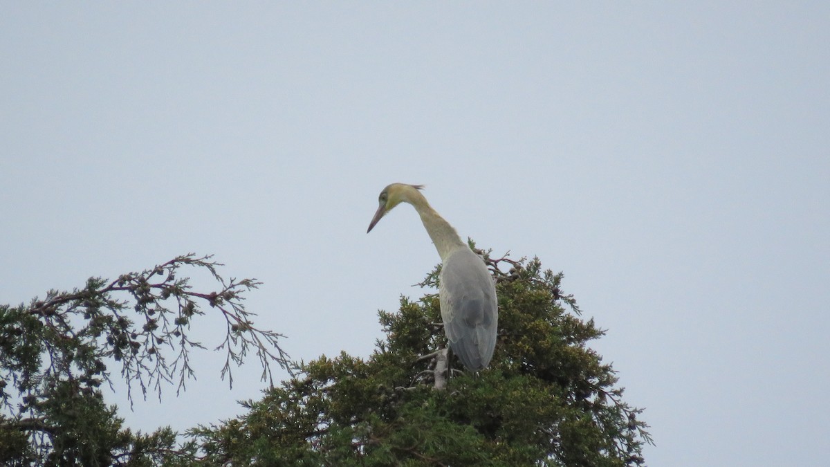 Whistling Heron - ML638881159