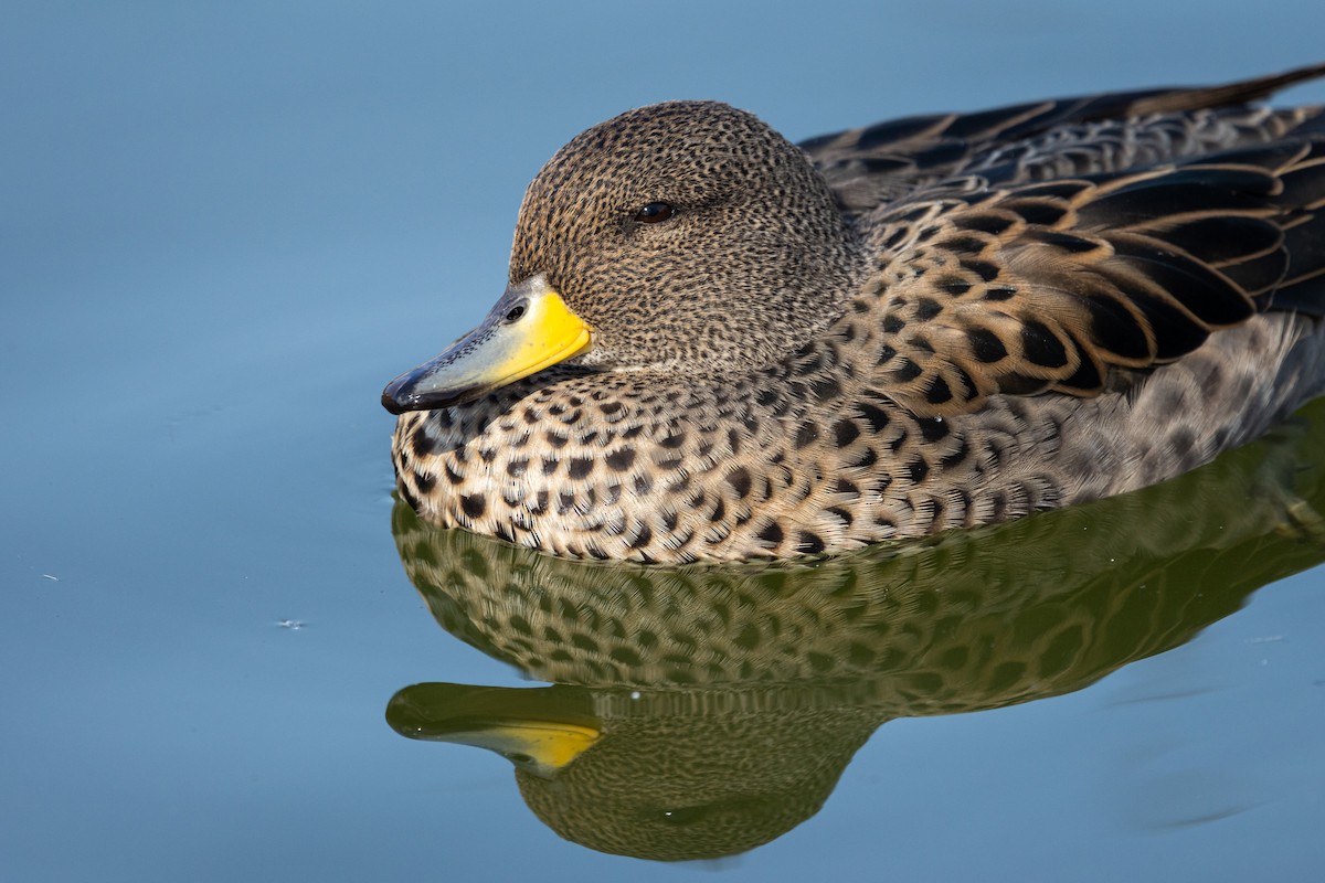Yellow-billed Teal (flavirostris) - ML638881184