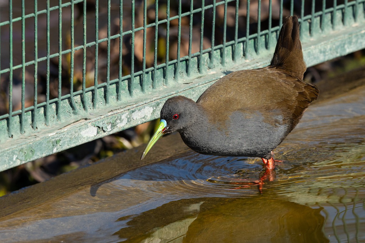 Plumbeous Rail - Ariel Cabrera Foix