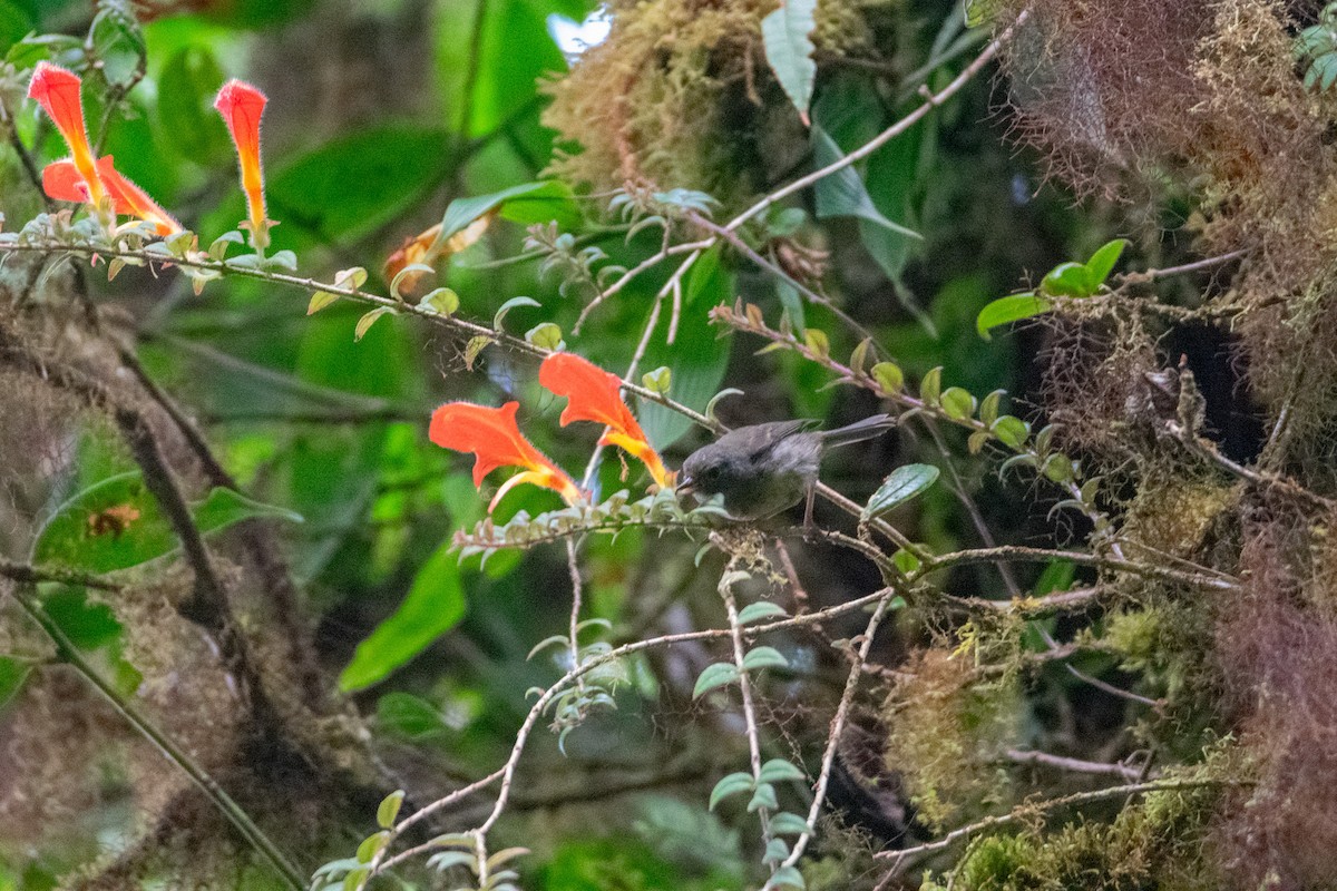 Slaty Flowerpiercer - ML638881236