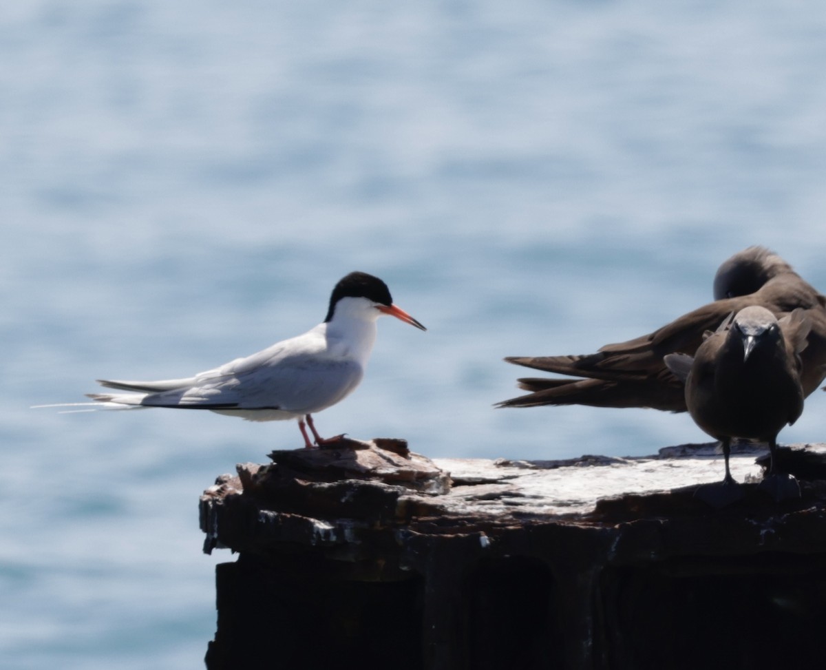 Roseate Tern - ML638881239