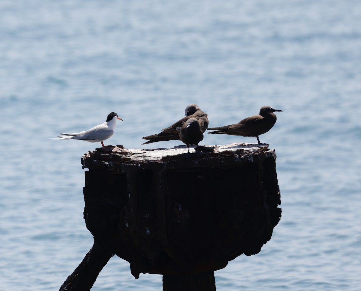 Roseate Tern - ML638881240