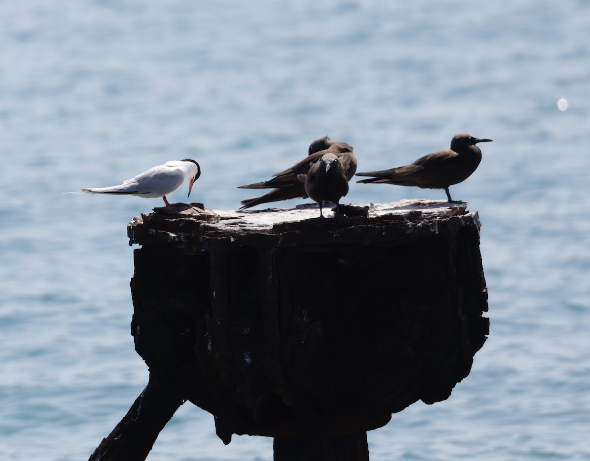 Roseate Tern - ML638881241