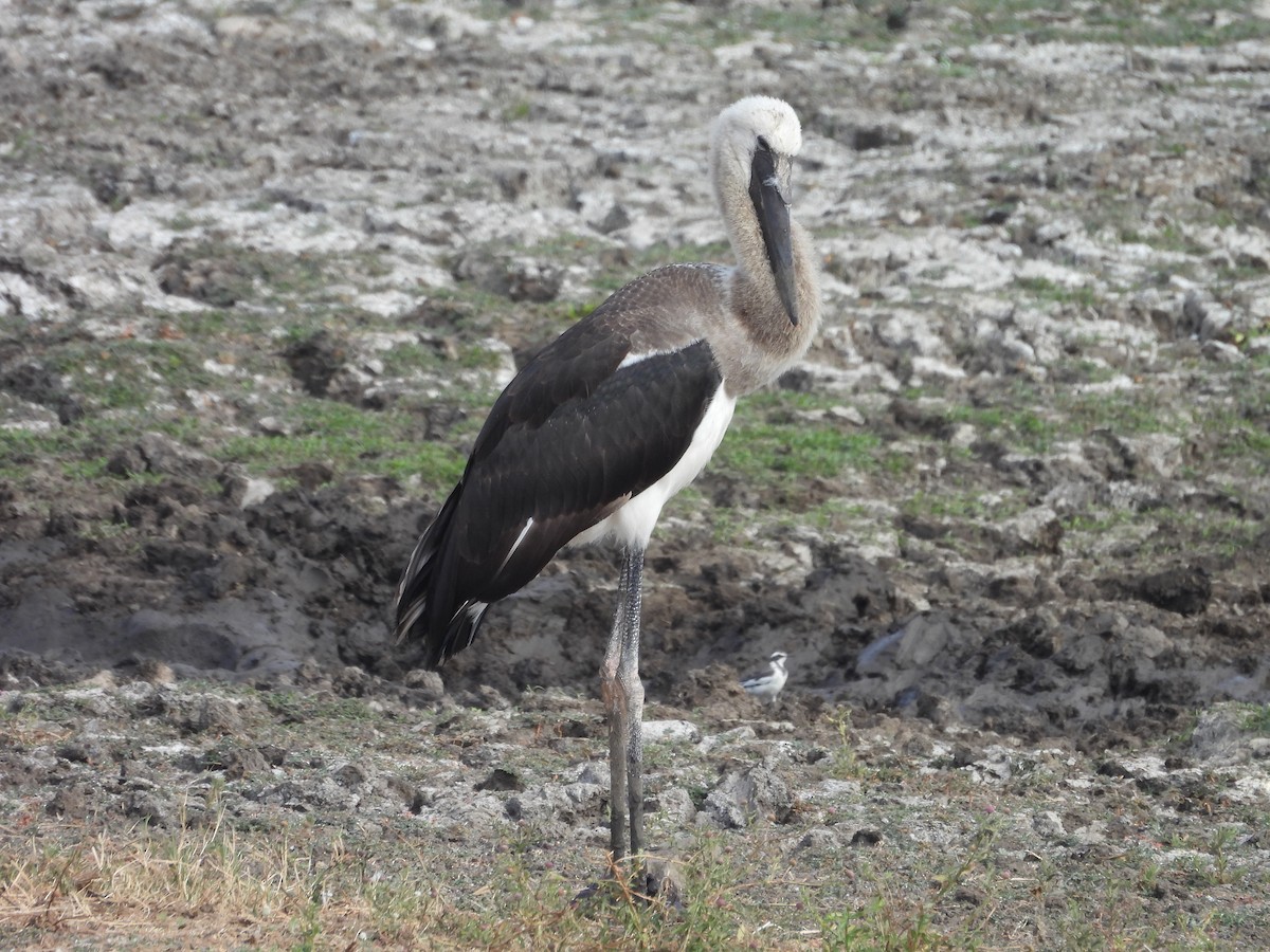 African Woolly-necked Stork - ML638881278