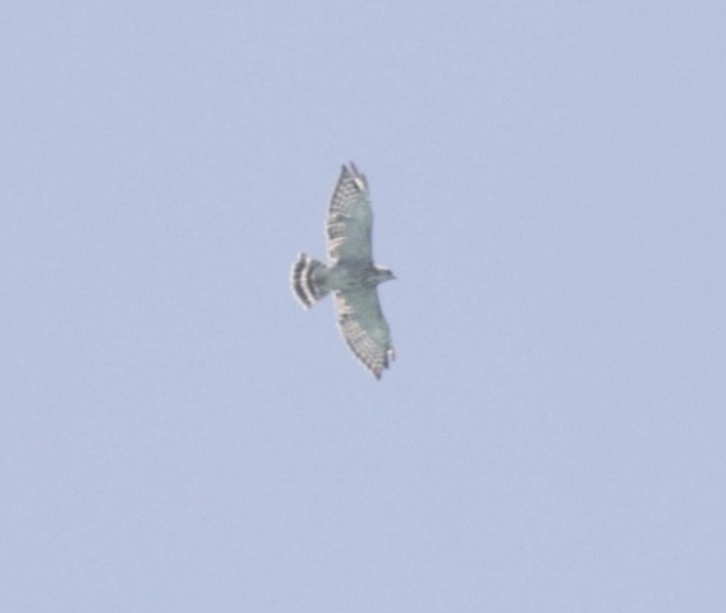 Broad-winged Hawk - ML638881284