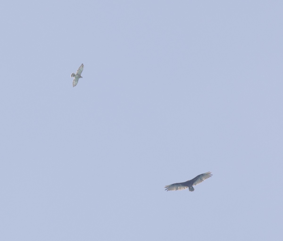 Broad-winged Hawk - ML638881285