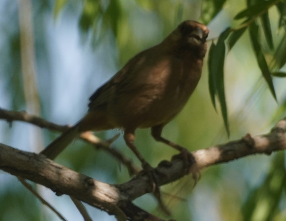 Abert's Towhee - ML638881288