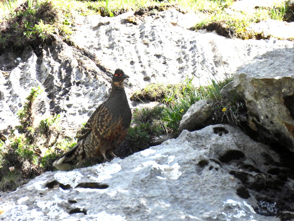Buff-throated Monal-Partridge - ML638881289