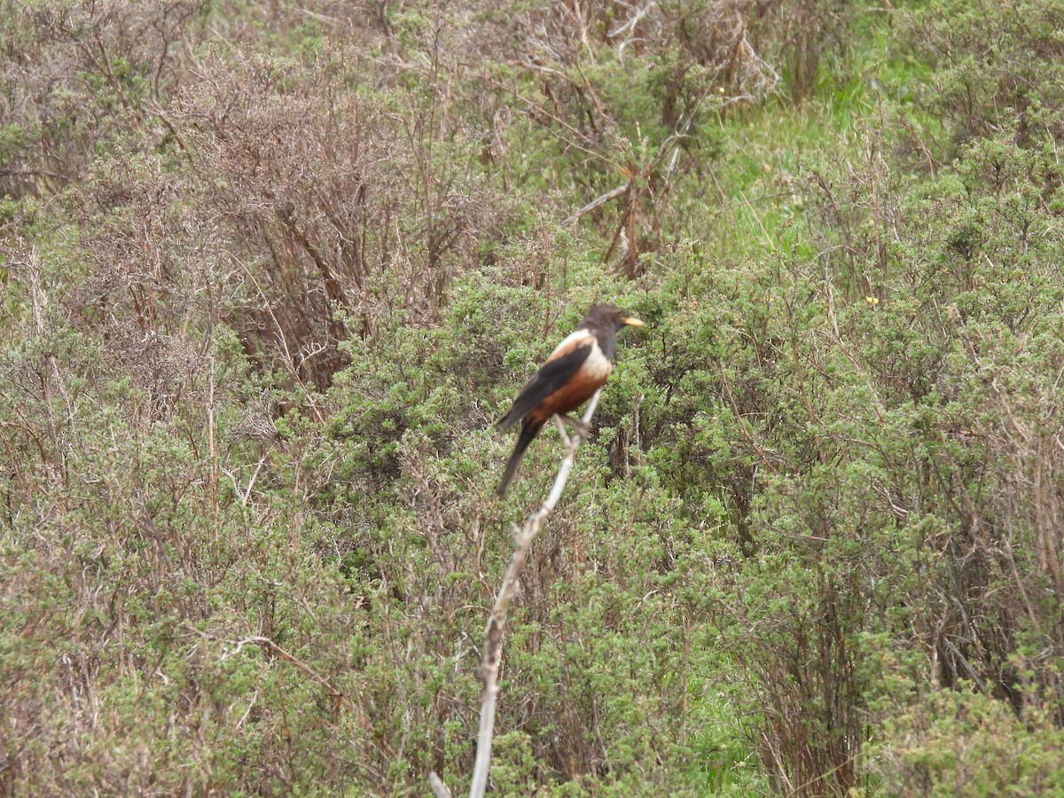 White-backed Thrush - ML638881300