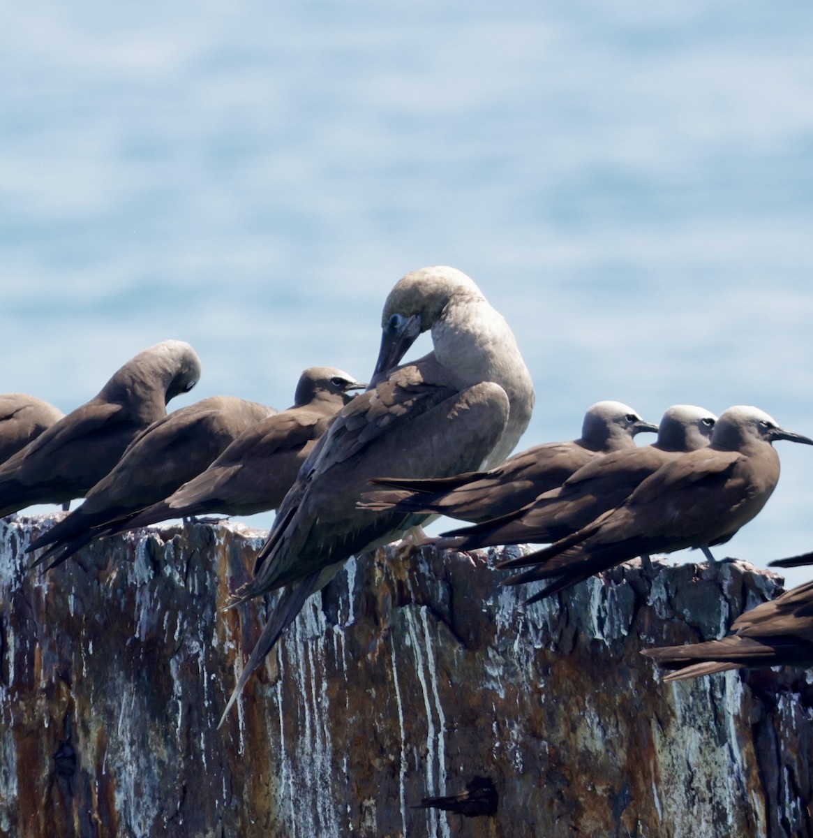 ML638881303 Red footed Booby - 1200