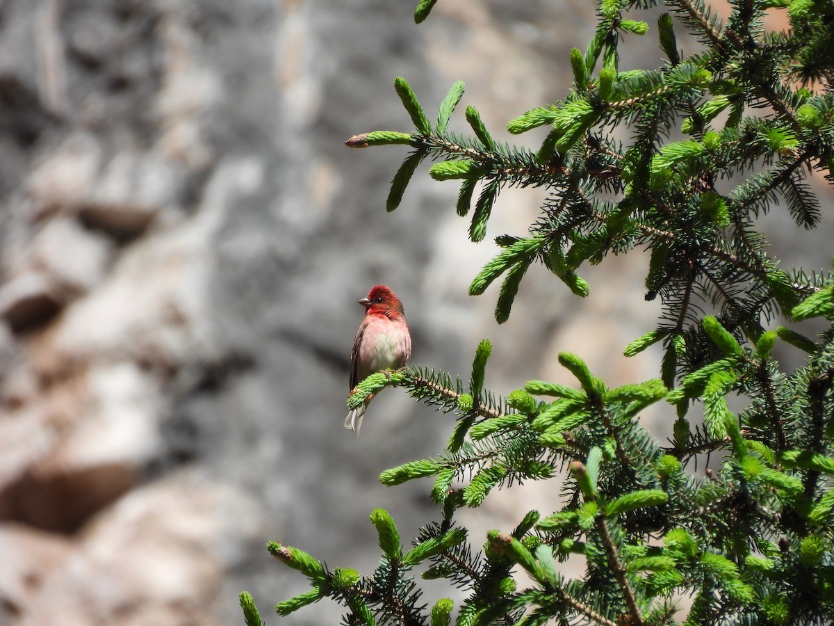 Common Rosefinch - ML638881308