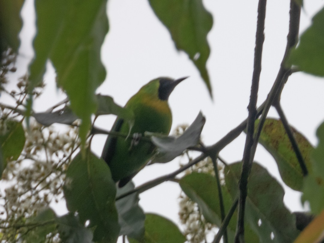 Javan Leafbird - ML638881379