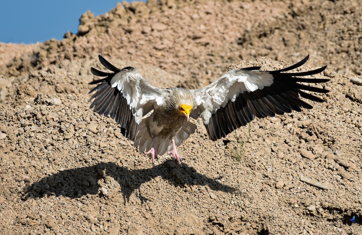 Egyptian Vulture - ML638881405